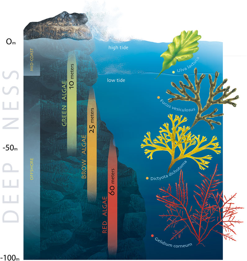 Frontiers | Green approaches for extraction, chemical modification