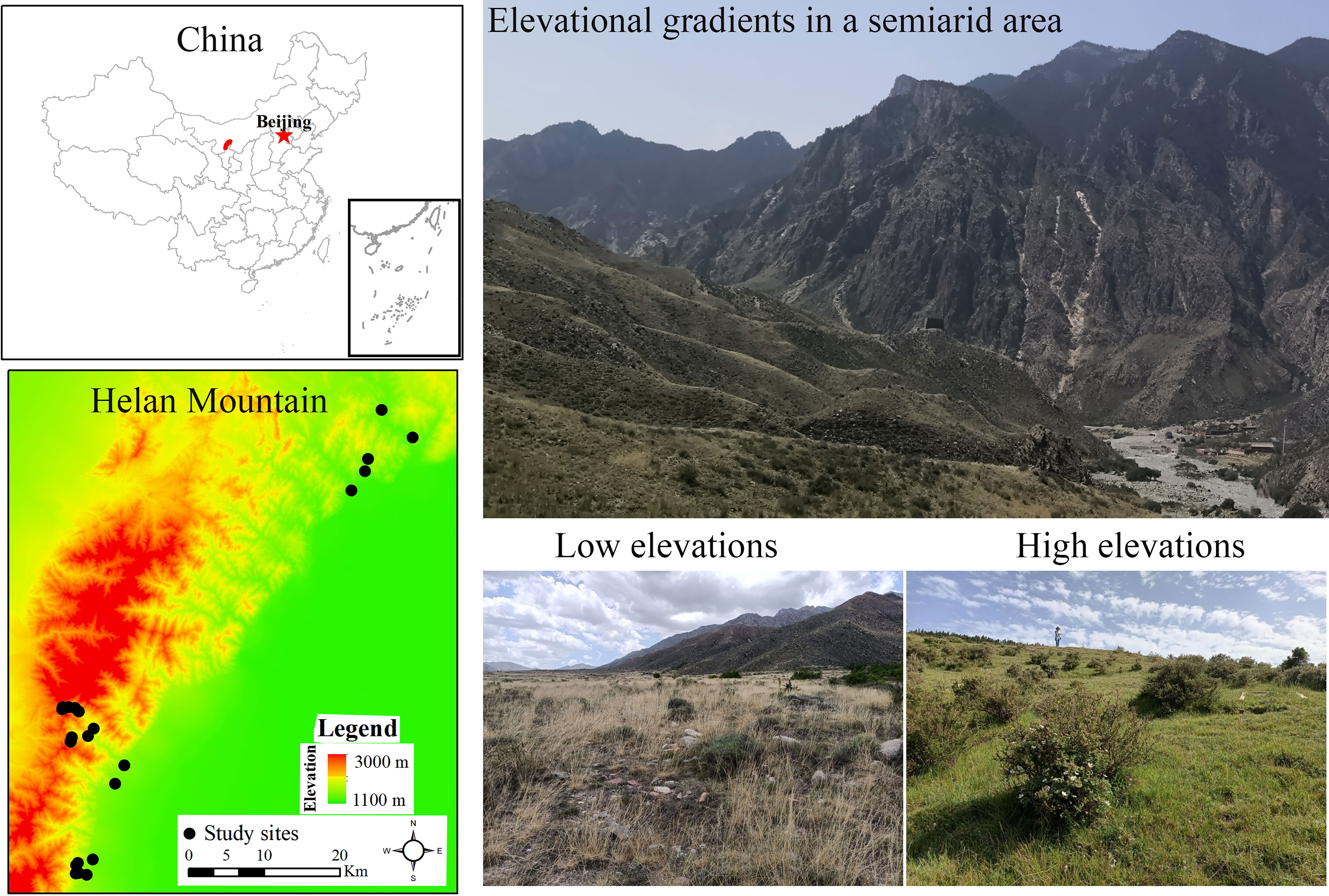 PDF) Vascular epiphytic community along elevational zone in sub-tropical  forest ecosystem