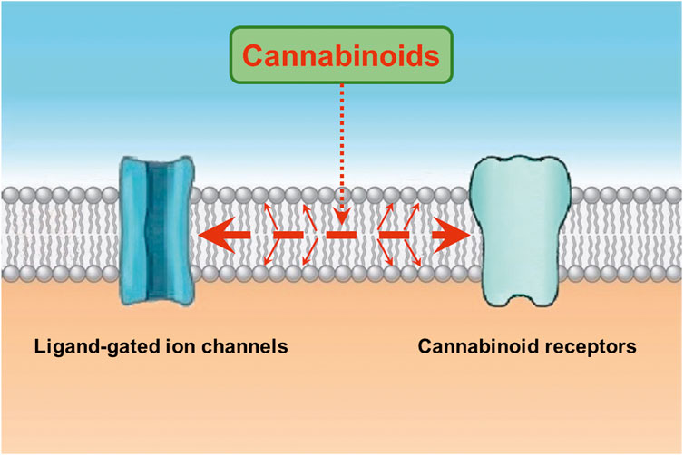 voltage gated ion channels animation