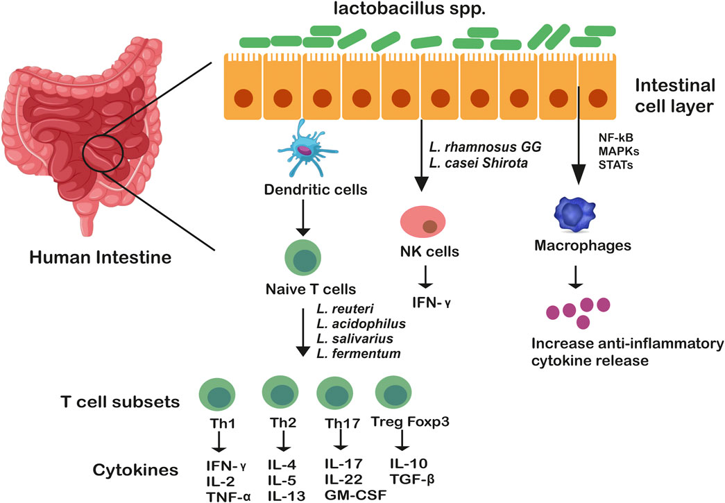 Днк lactobacillus spp