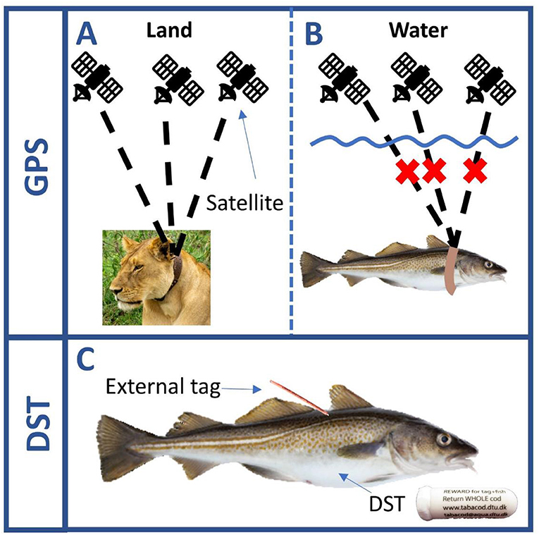 Figure 1 - (A) The movement of animals living on land can be followed using GPS collars.
