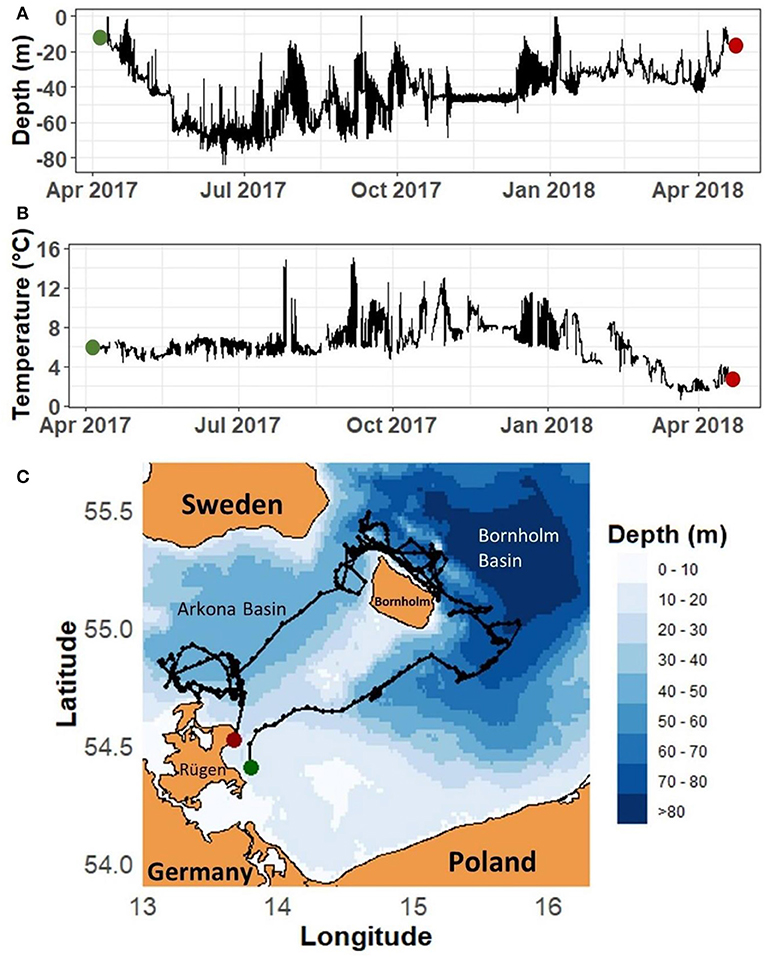 Figure 2 - (A) Depths and (B) temperatures experienced by a cod we named Wally, released in April 2017 (green dots) and recaptured in April 2018 (red dots).