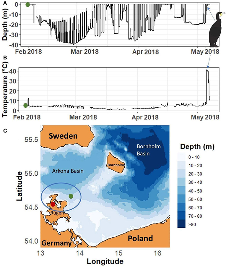 Figure 3 - (A) Depths and (B) temperatures experienced by a cod we named Wilma, released in February 2018 (green dots) and eaten by a cormorant in May 2018 (blue arrows).