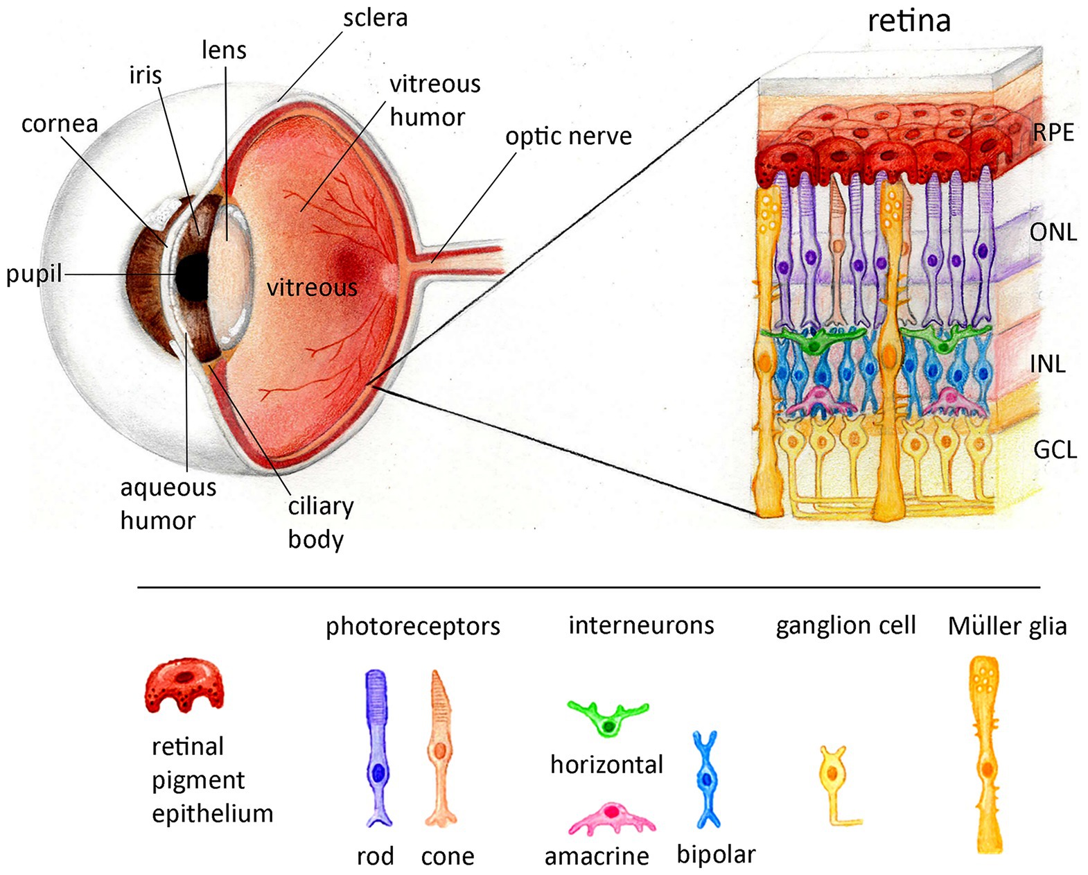 Frontiers  Exploring the Retinal Binding Cavity of