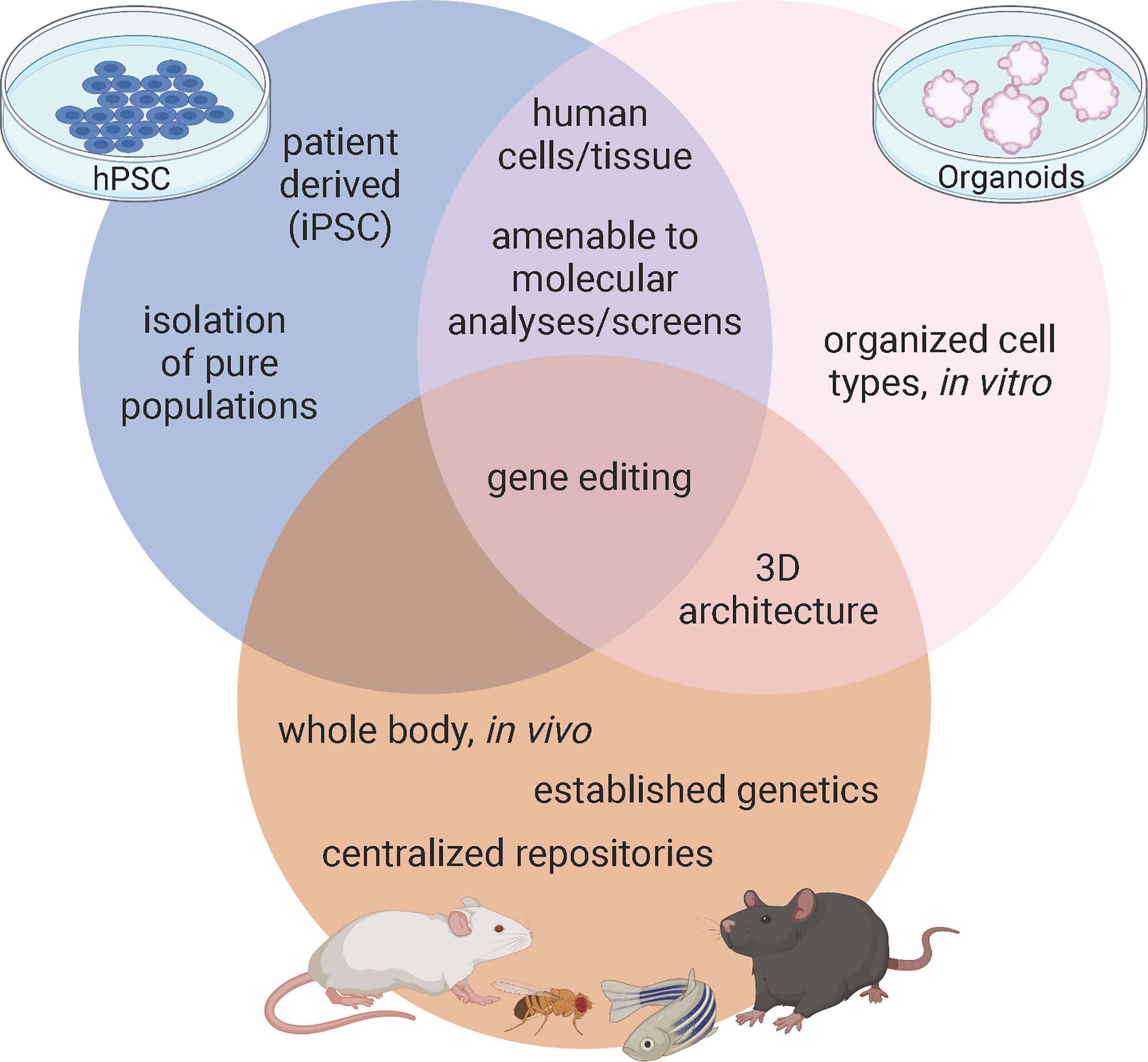 rat to human age conversion chart  Pet rats, Baby rats, Aging in humans