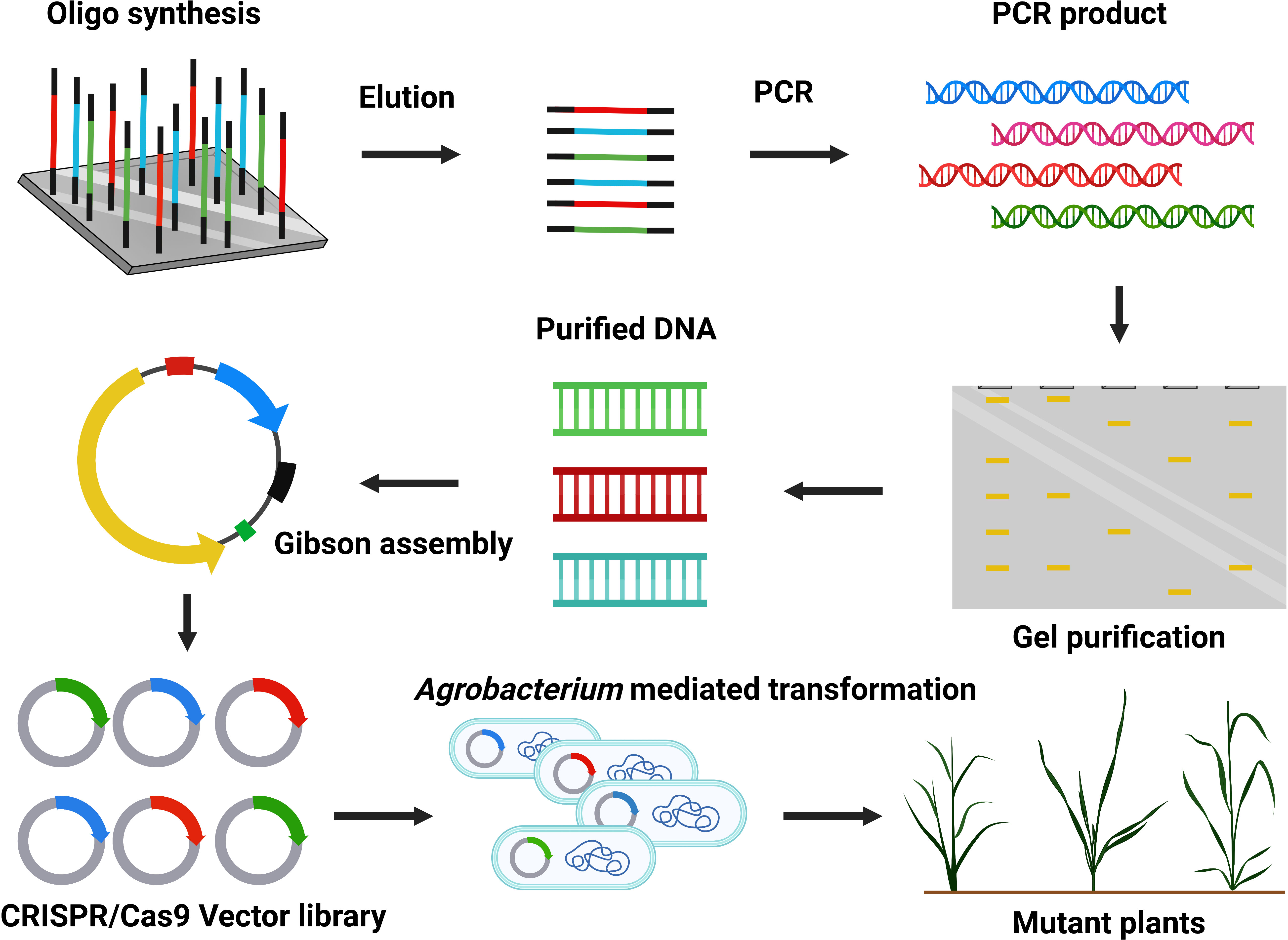 Future Fields and Jenthera Use Fruit Flies for In Vivo CRISPR Therapy