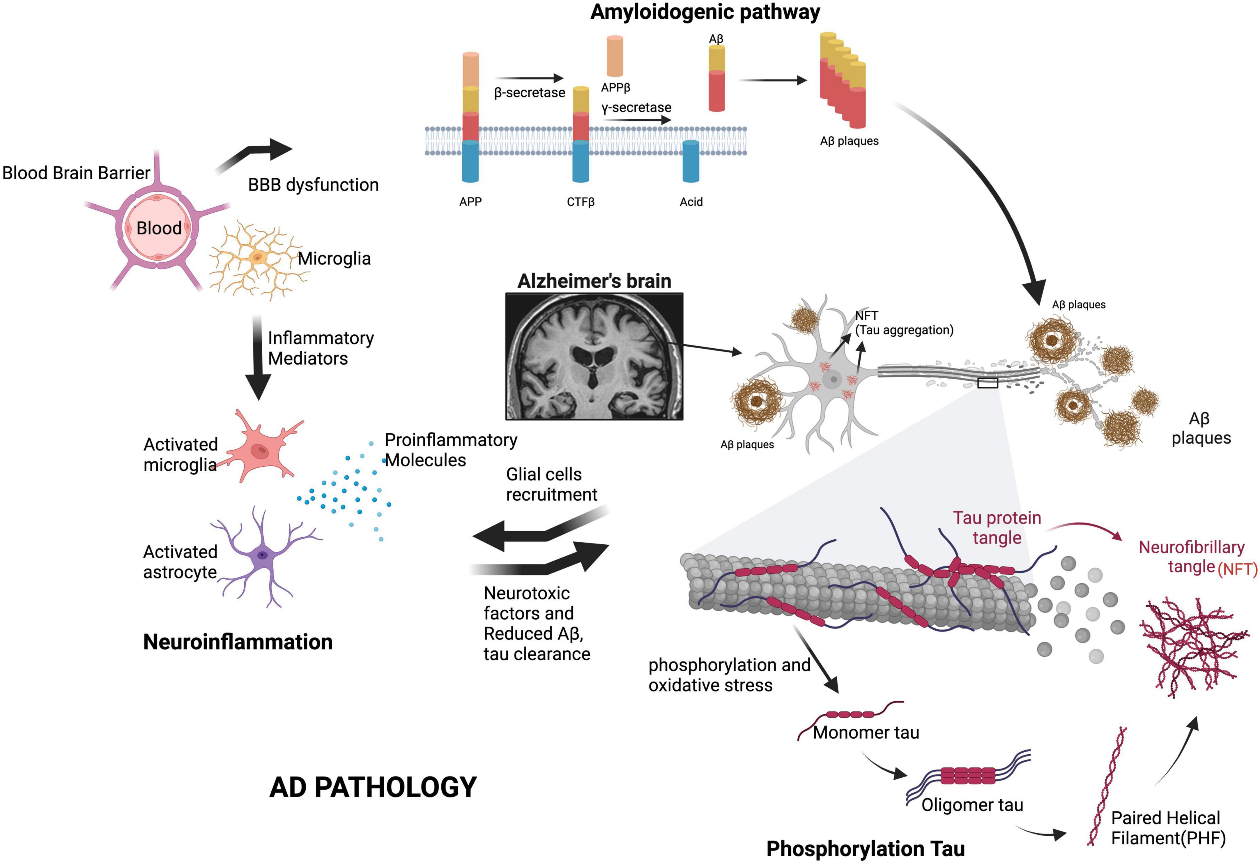 Metabolite Toxicity as a Driver of Aging and Disease — THE HUGHES LAB