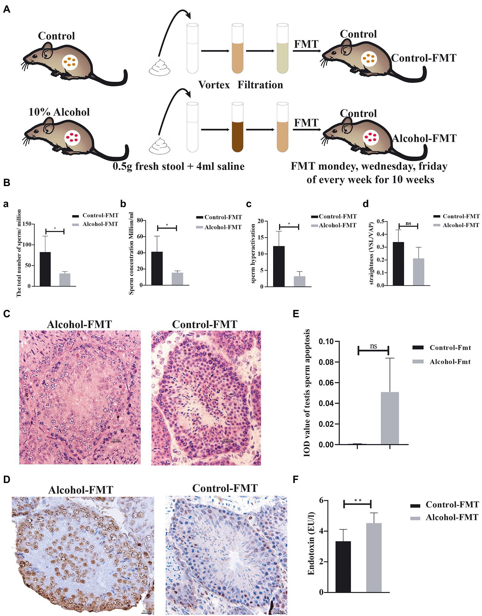 Frontiers Chronic alcohol-induced dysbiosis of the gut microbiota and gut metabolites impairs sperm quality in mice pic