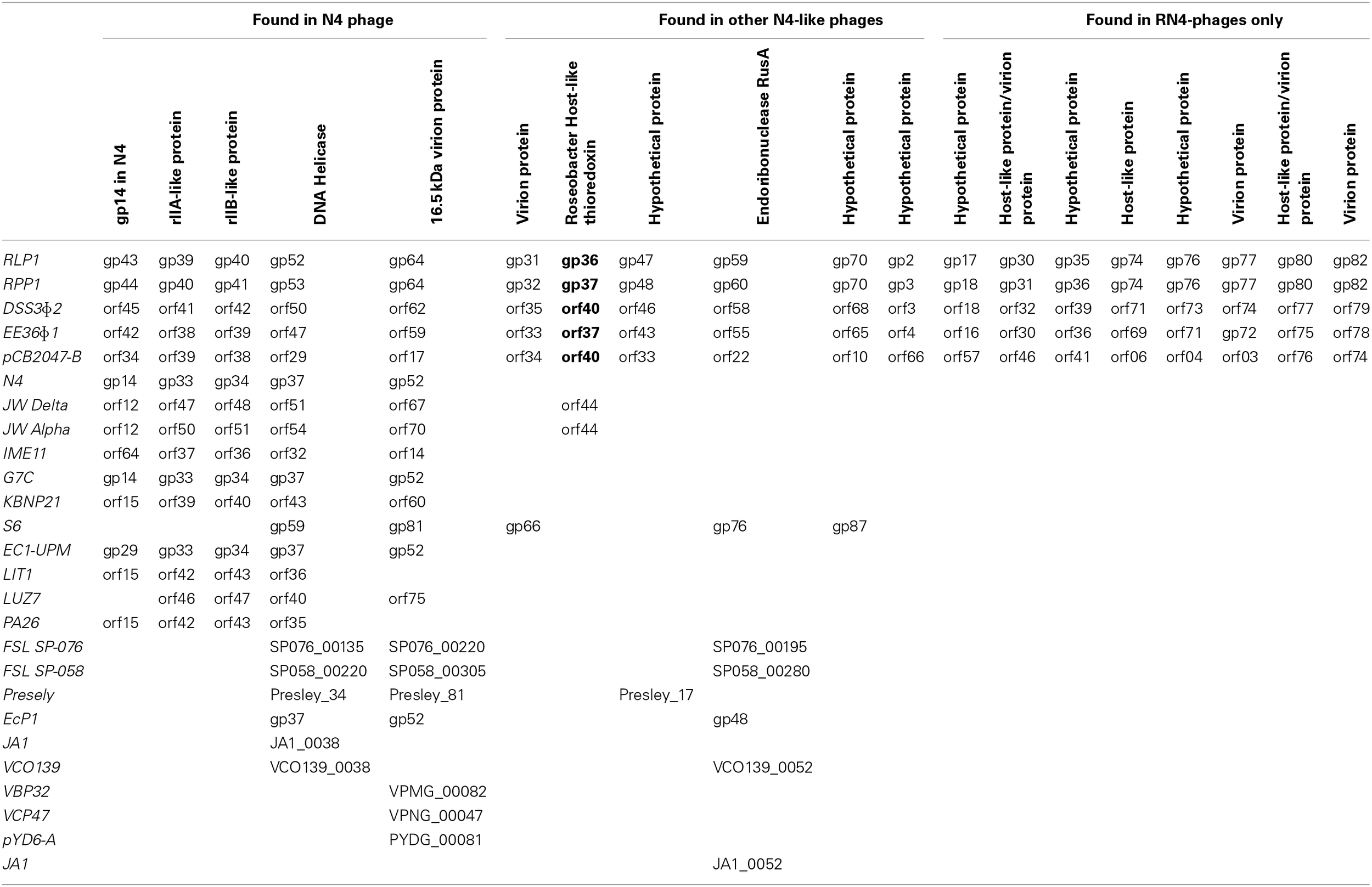Roseobacter phage genes.
