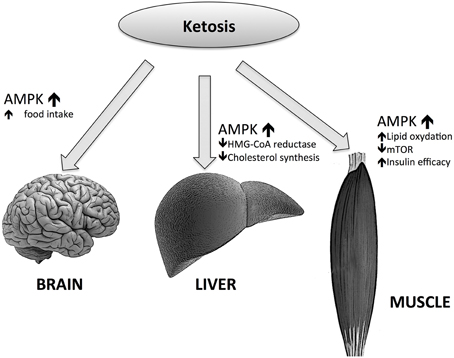 methamphetamine and keto diet ncbi