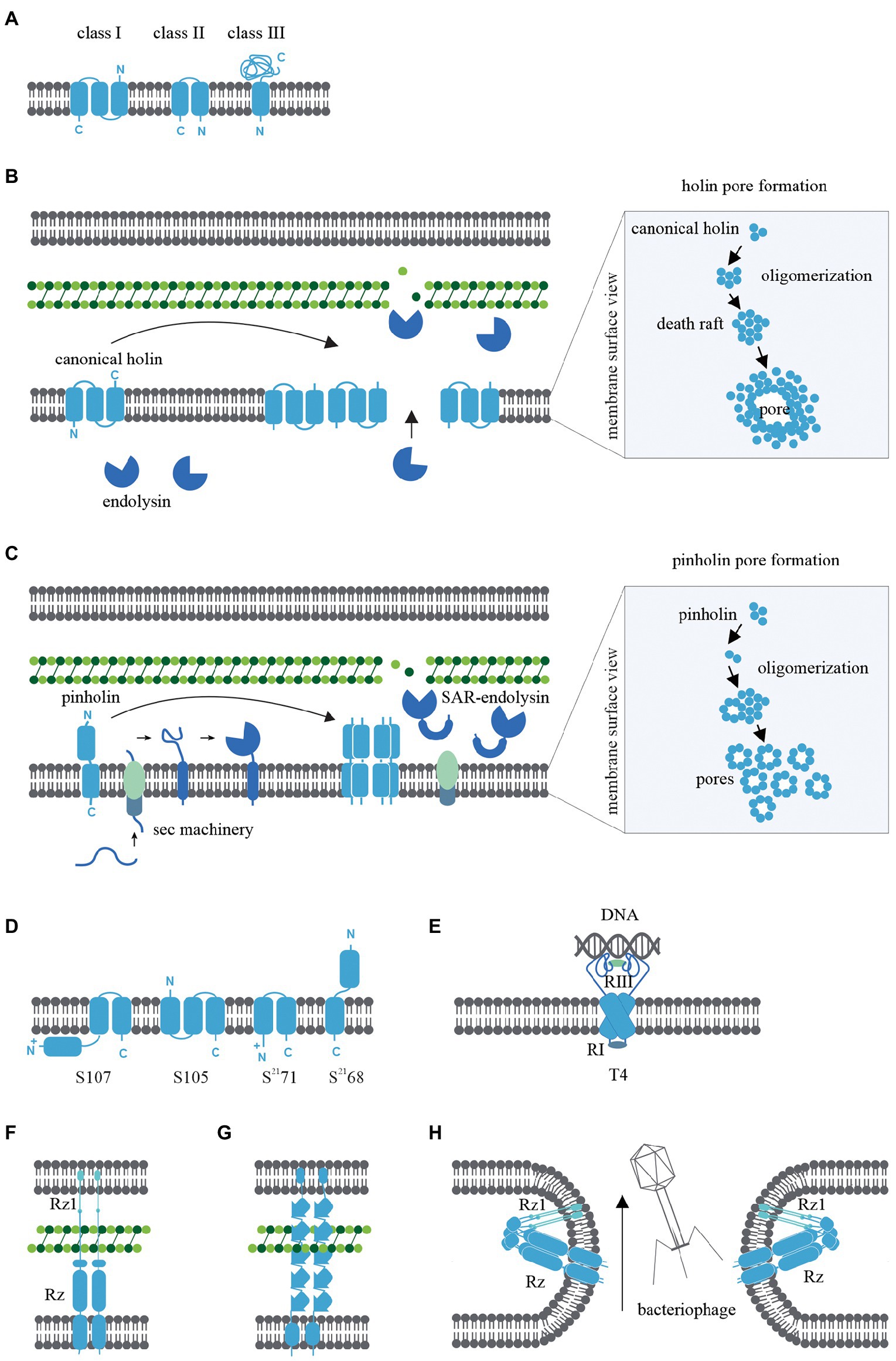 L-form conversion in Gram-positive bacteria enables escape from phage  infection