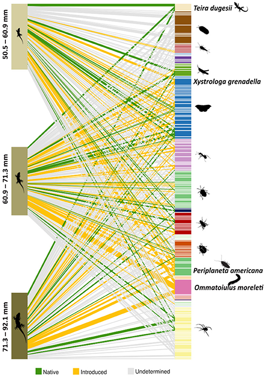 Frontiers  Trophic interactions of an invasive gecko in an endemic-rich  oceanic island: Insights using DNA metabarcoding