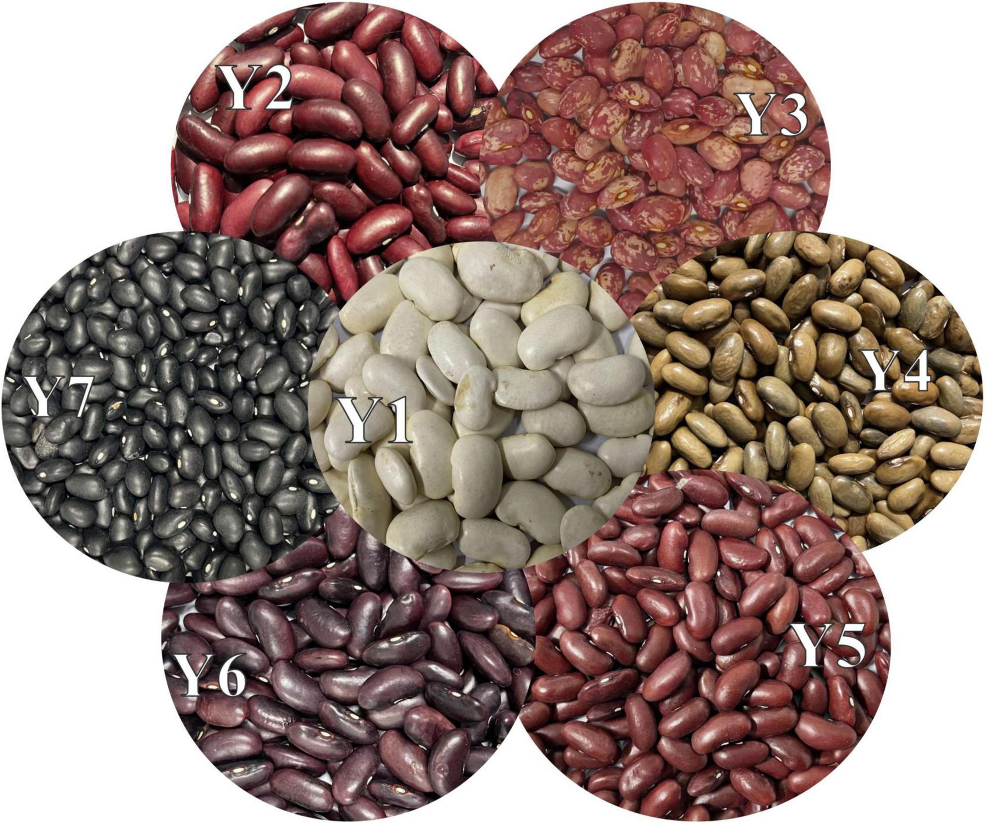 Frontiers | Functional profile glycemic index of kidney beans