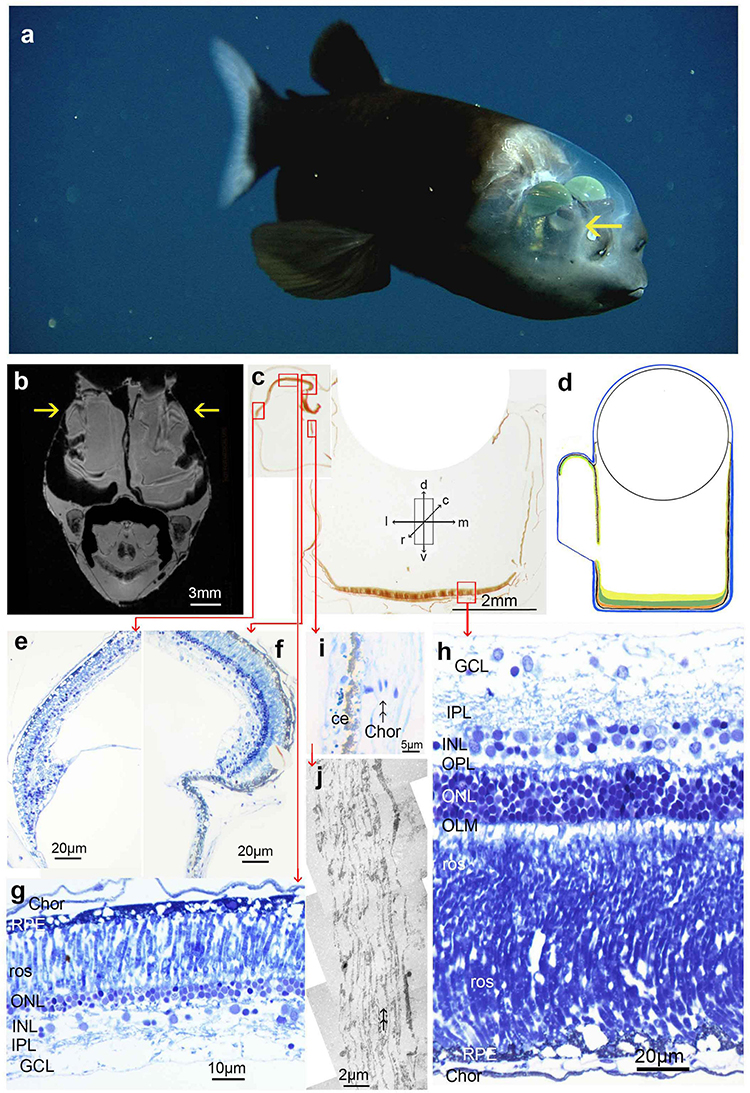 Rare deep sea fish found in Australia expedition, including blind eel