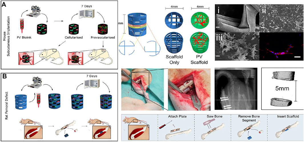 PDF) Identification of collagen-based materials that are supports