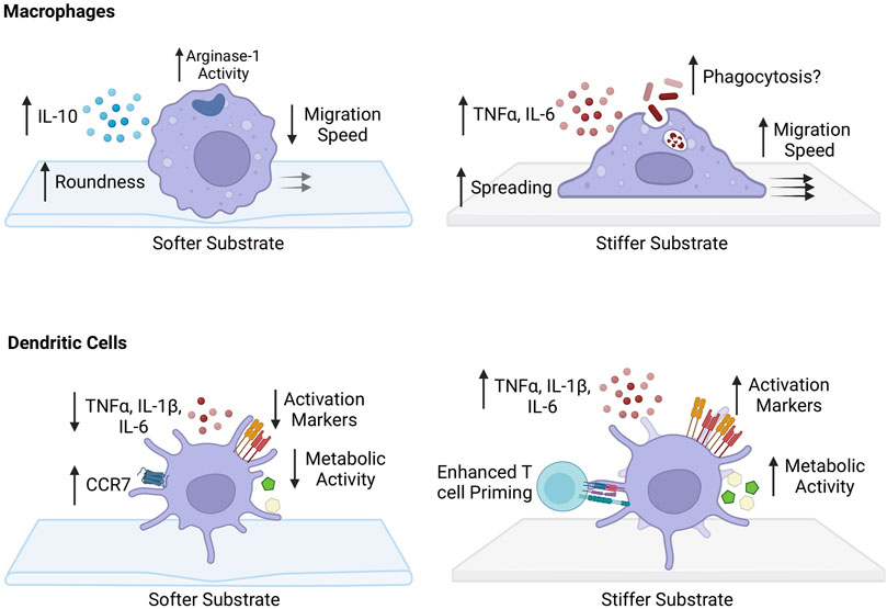 Macrophage states: there's a method in the madness: Trends in Immunology