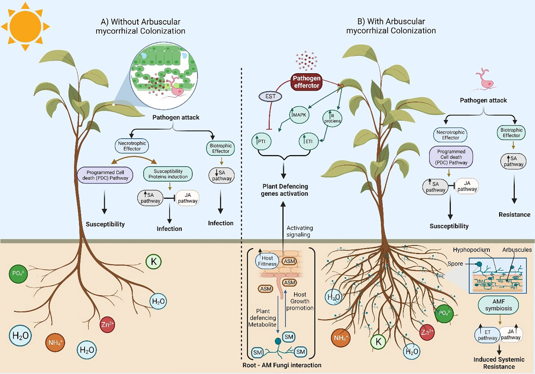 Mycelium: Exploring the hidden dimension of fungi