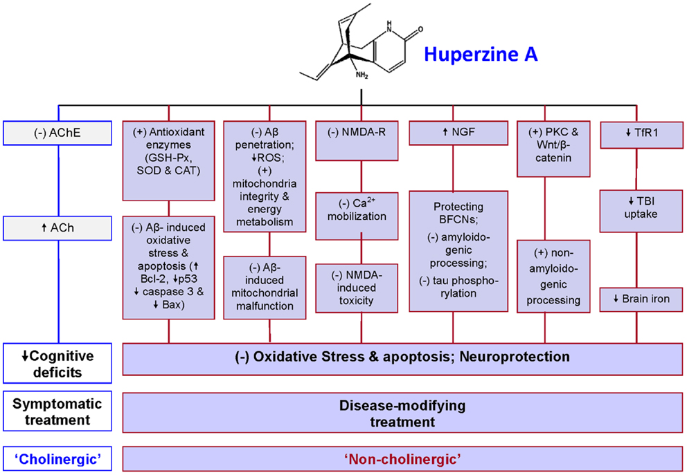 huperzine a nmda antagonist