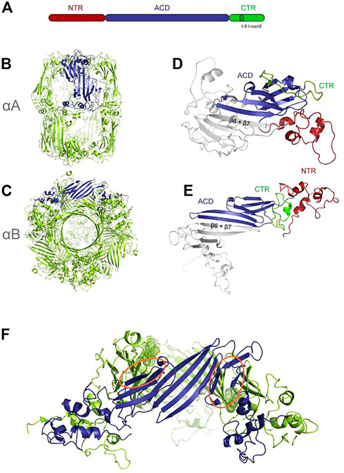Cross-beta and fibril structure of amyloid fibrils (A) in the