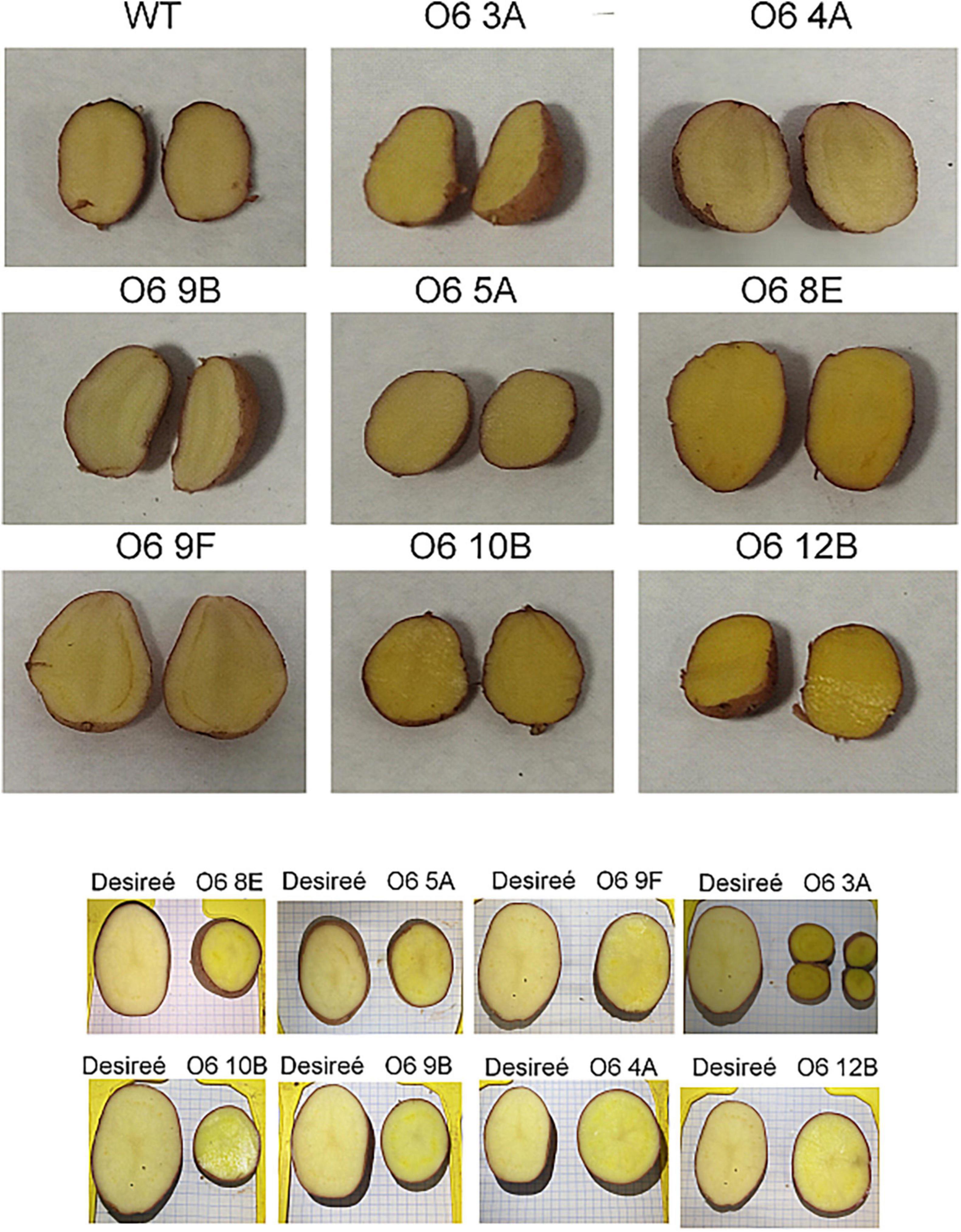 Frontiers Fortification And Bioaccessibility Of Saffron frontiers-fortification-and-bioaccessibility-of-saffron