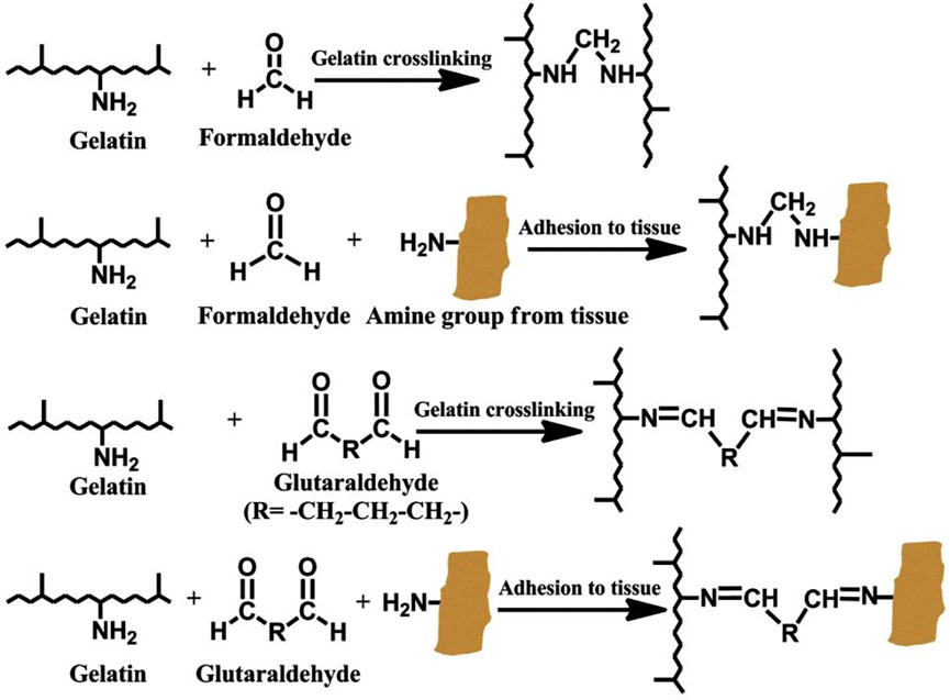 Powerful Fibrin Glue For Strength 