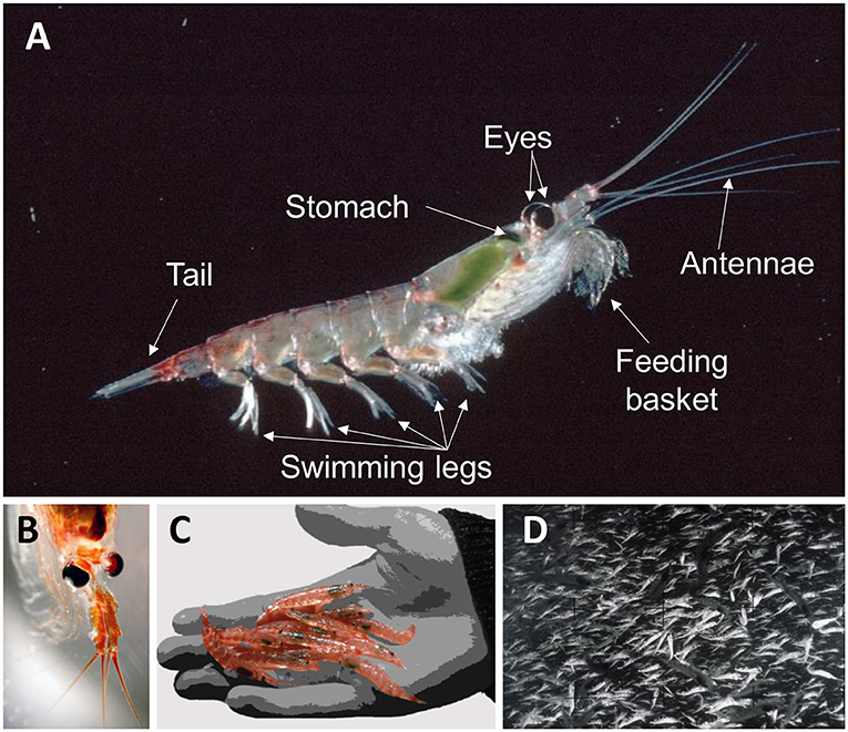 Figure 1 - (A) Antarctic krill from the side, with some body parts labeled.