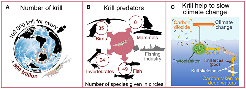 Figure 2 - (A) Antarctic krill are an important species, with huge numbers in the Southern Ocean.