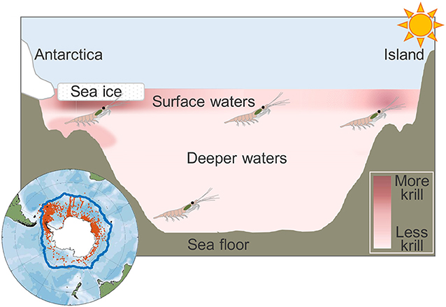 Figure 3 - Antarctic krill live throughout the Southern Ocean.