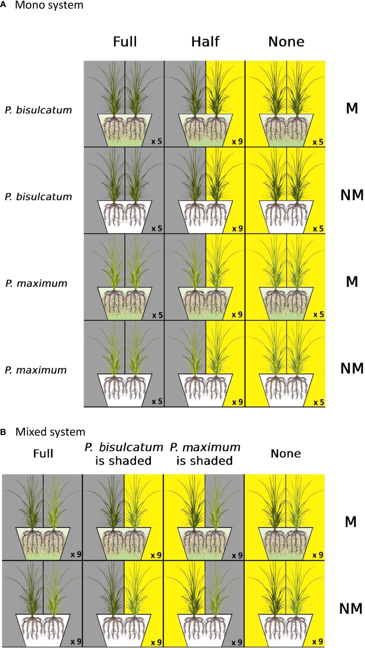 Mycorrhizas across scales: a journey between genomics, global