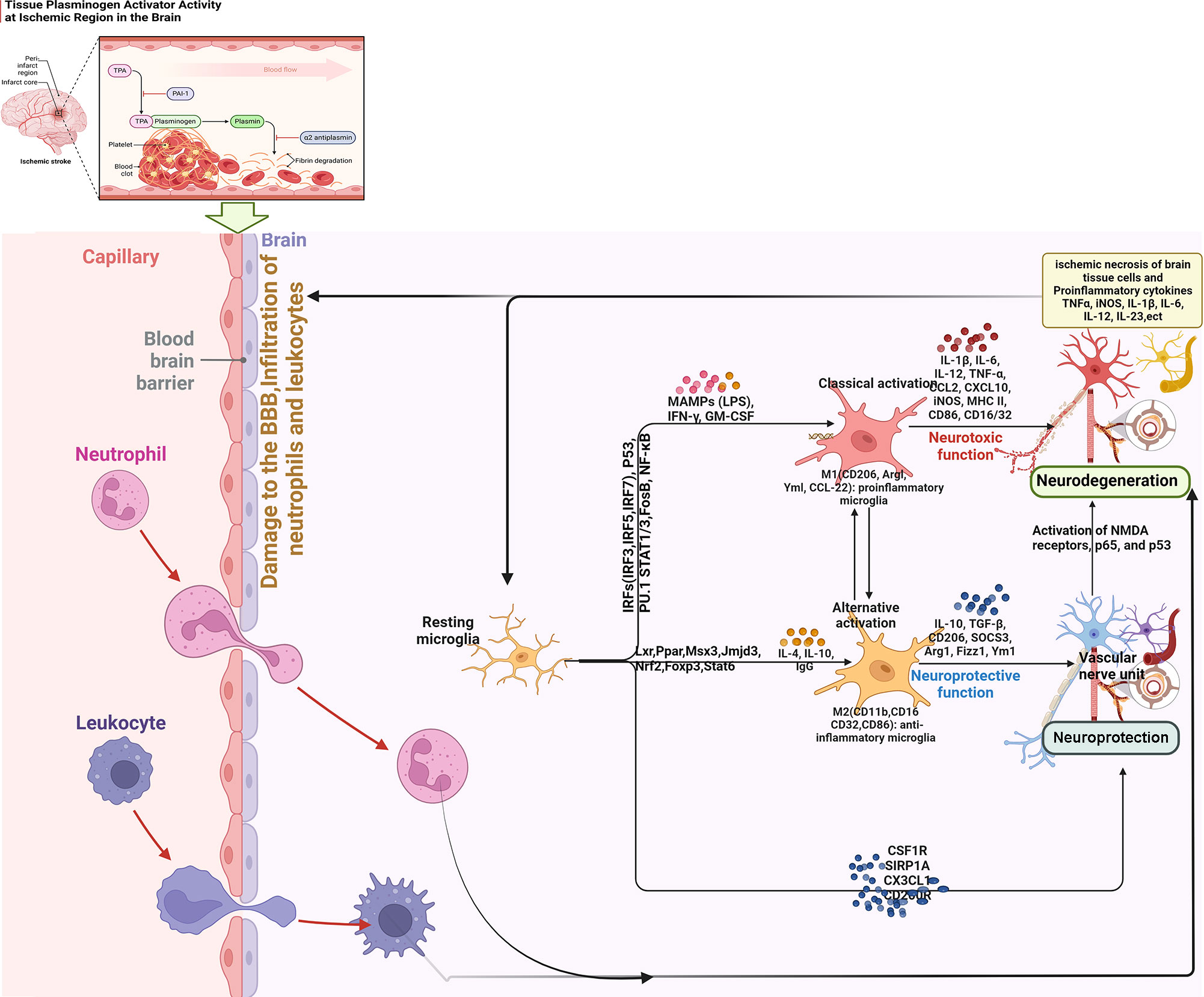 Immunomodulatory response in an experimental model of brain death