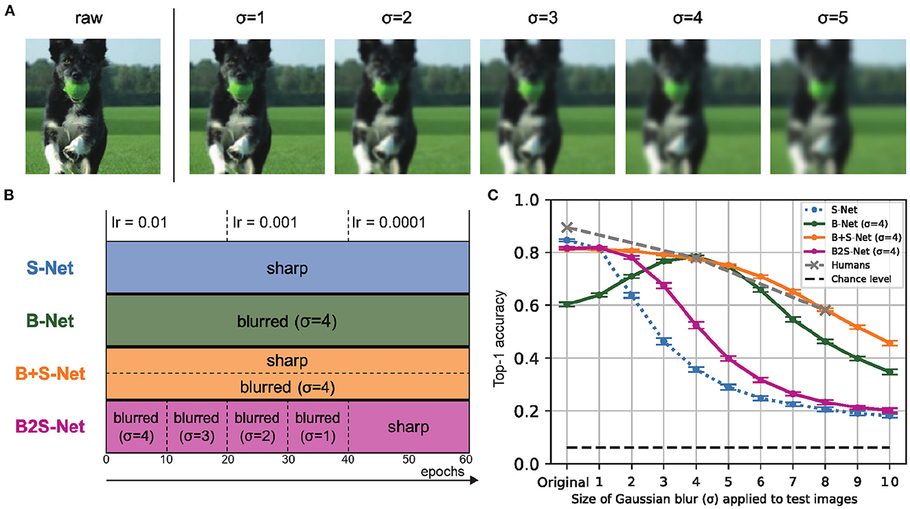 Add semitransparent image to another, move it around, measure, move it  again - Image Analysis - Image.sc Forum