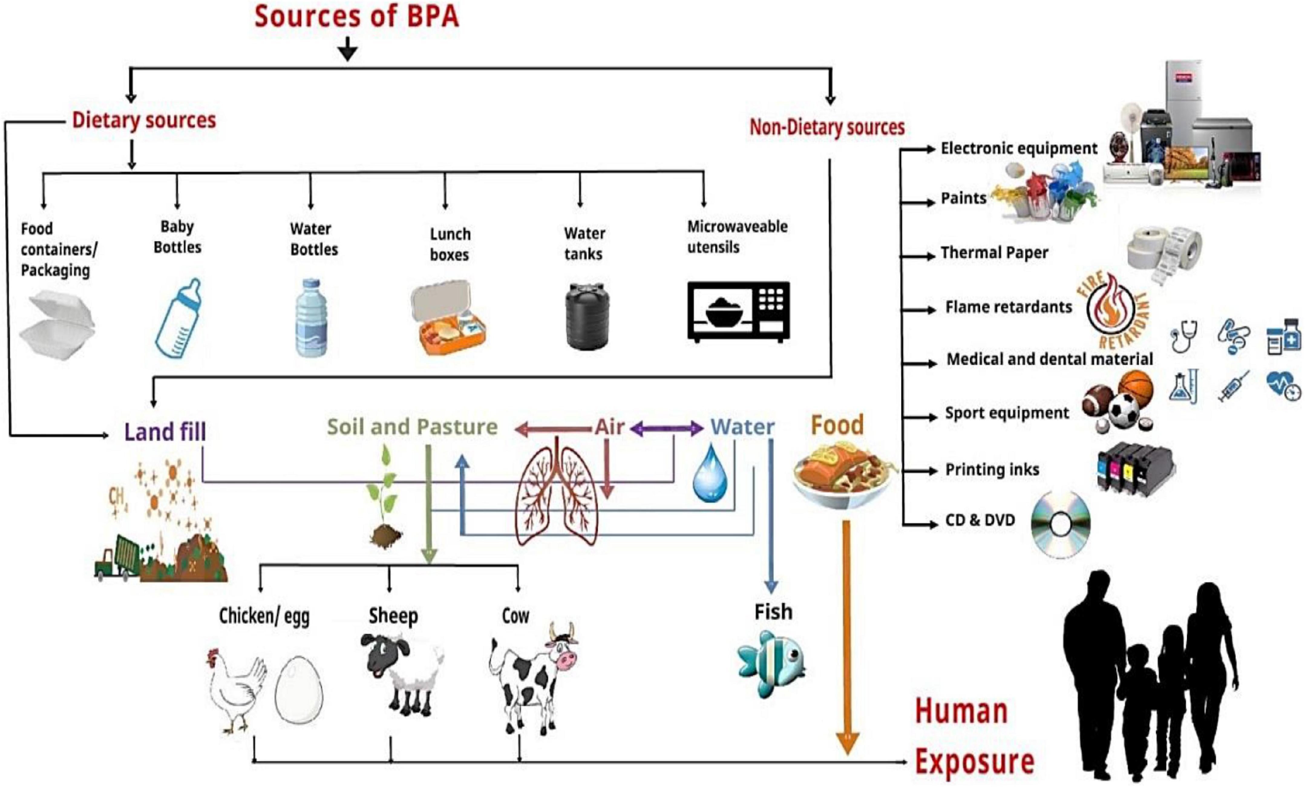Is There BPA In Your Food? This Simple Tool Can Tell You