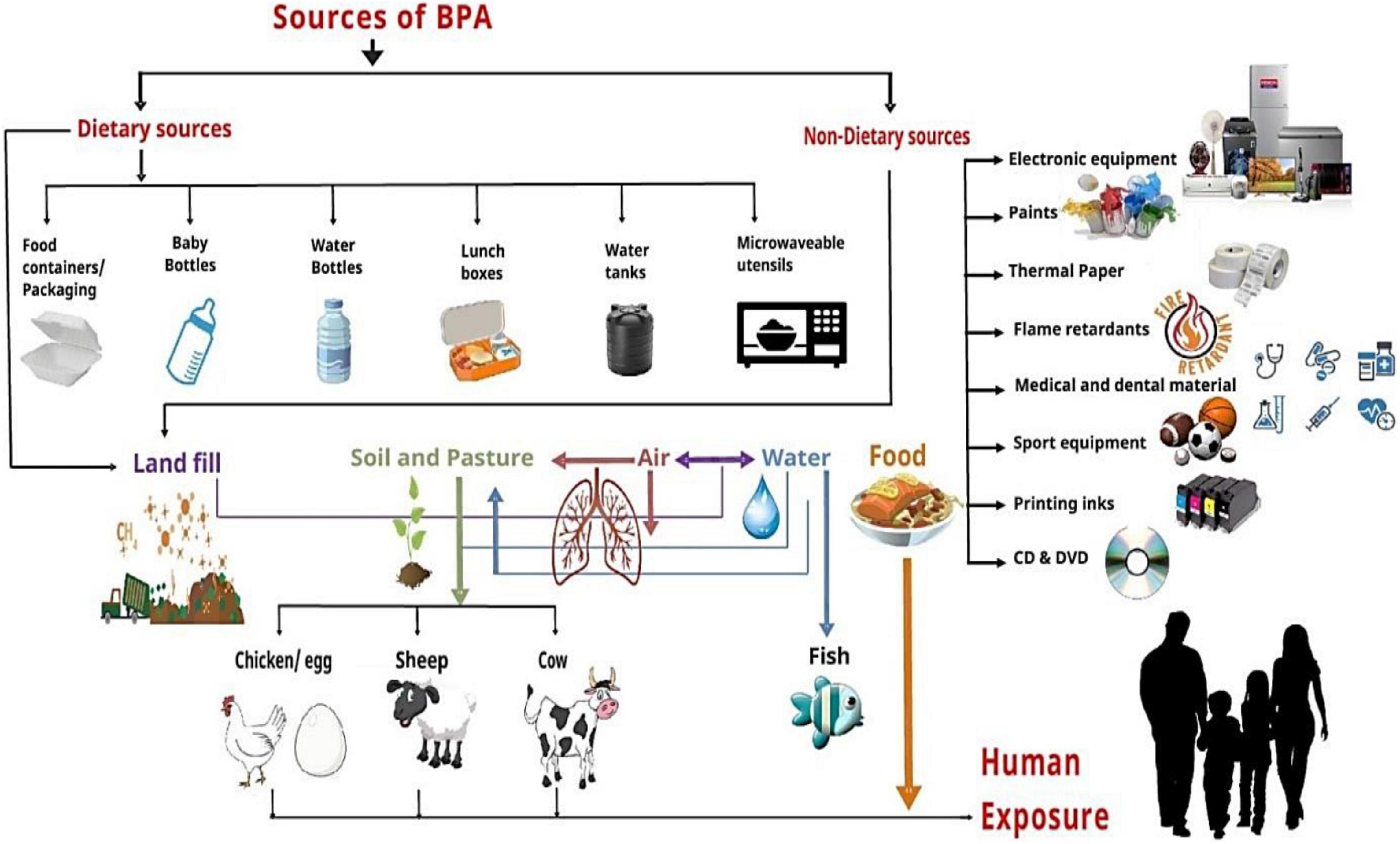 Bisphenol An Overview ScienceDirect Topics 46 OFF
