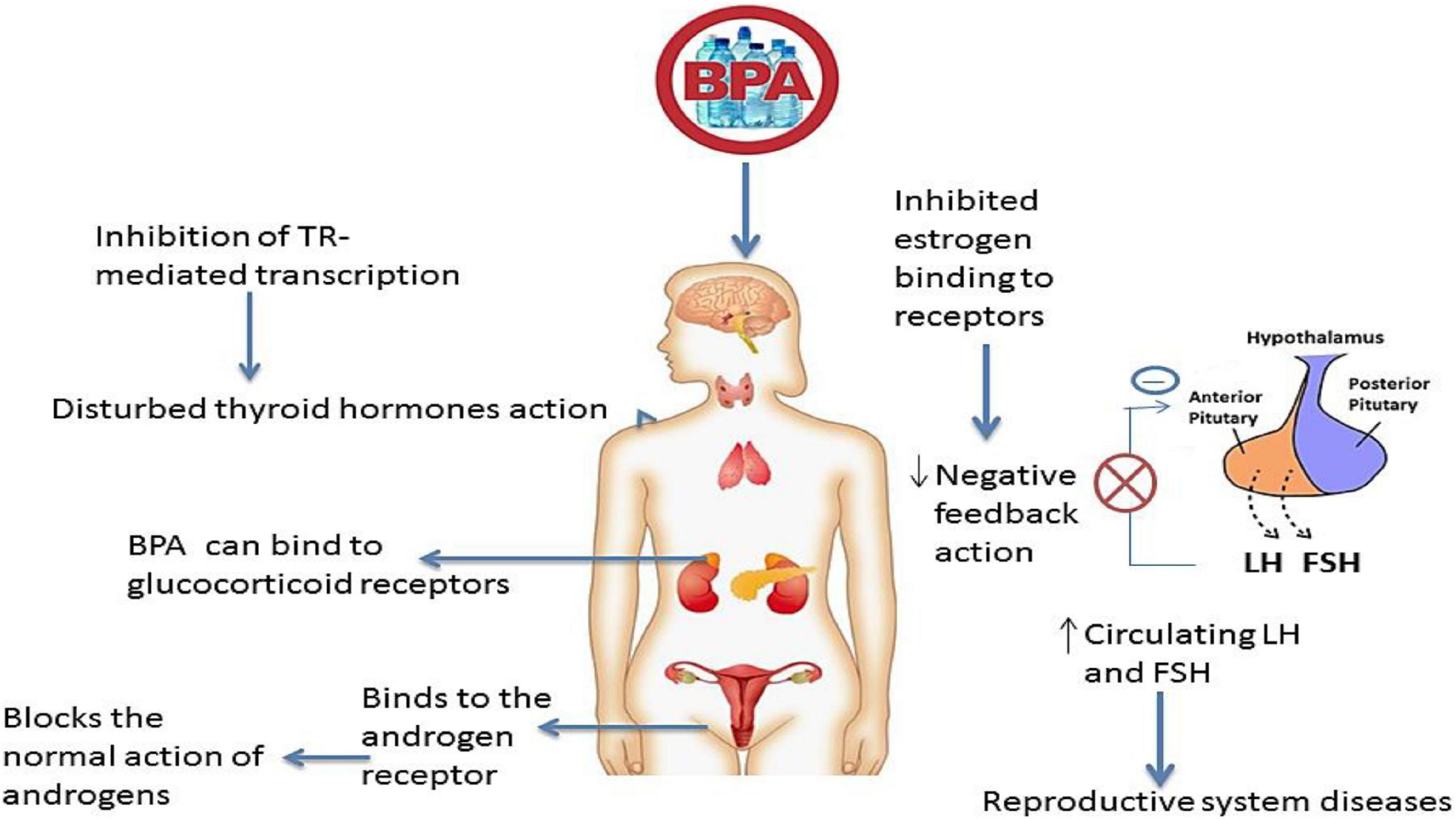 Bisphenol A - Chemicals In Our Life - ECHA