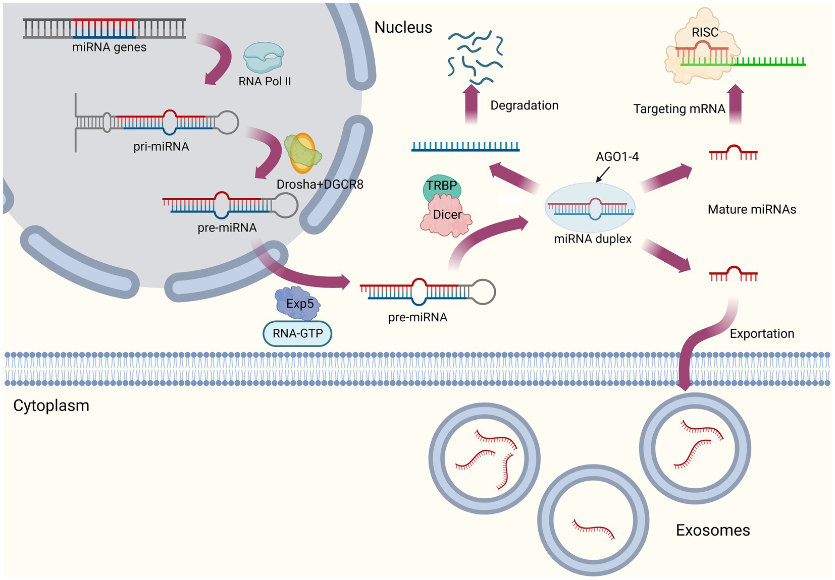 Frontiers  MicroRNAs, long non-coding RNAs, and circular RNAs and