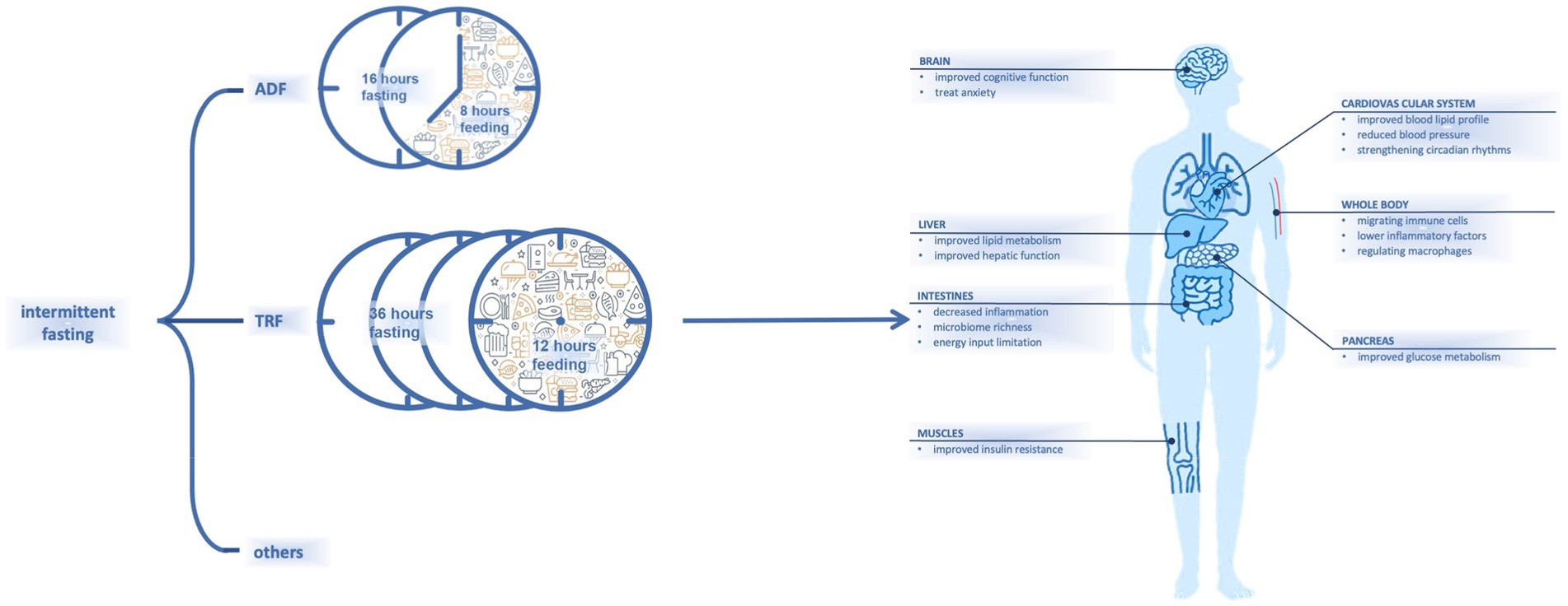 Frontiers Intermittent Fasting And Immunomodulatory Effects A 