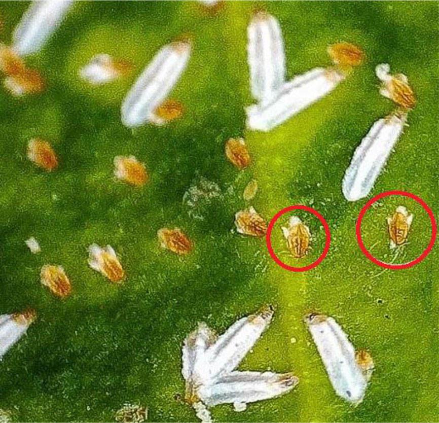 Scale Insects, Soft Scales, Wax Scales - Family Coccidae