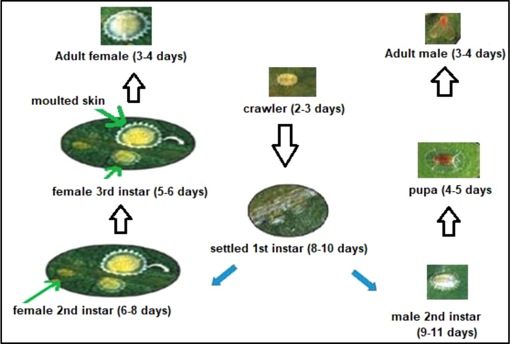 Tea Scale (Fiorinia theae)