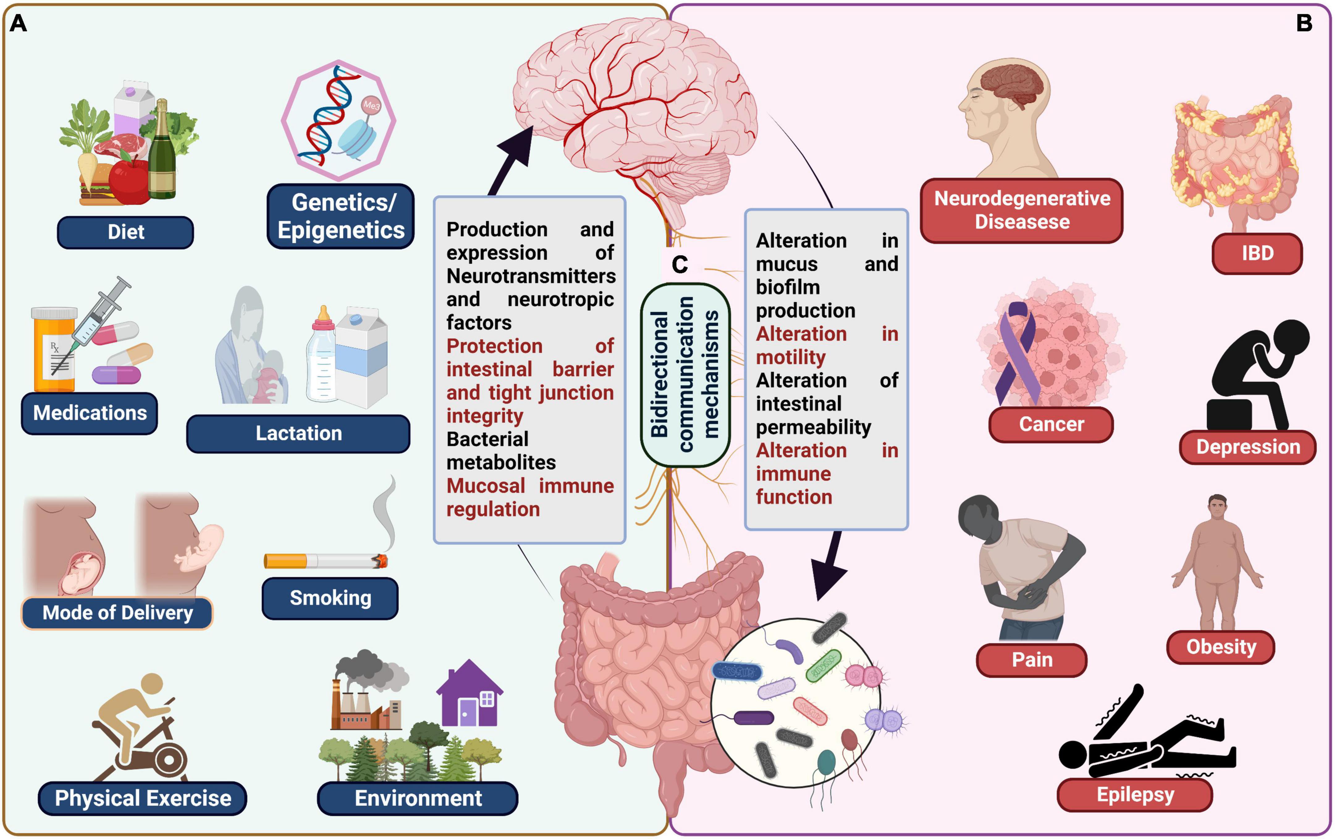 Frontiers  New Insights Into Microbiota Modulation-Based