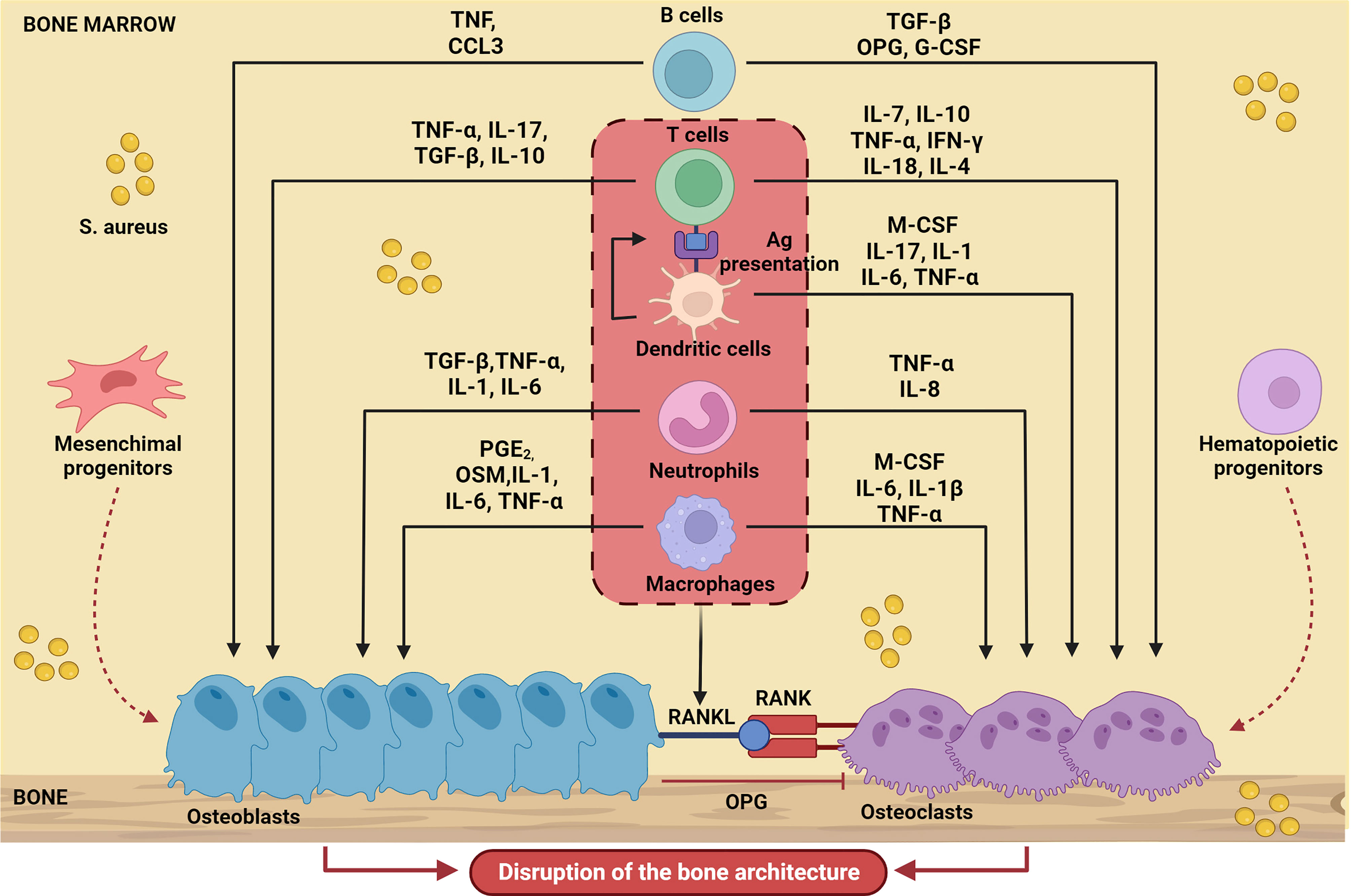 Staphylococcus aureus: A new mechanism involv