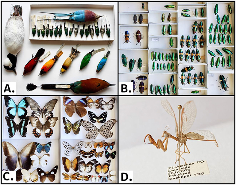 Figure 1 - (A) Bird, (B) beetle, and (C) butterfly specimens from the Cornell University Museum of Vertebrates and the Cornell University Insect Collection.