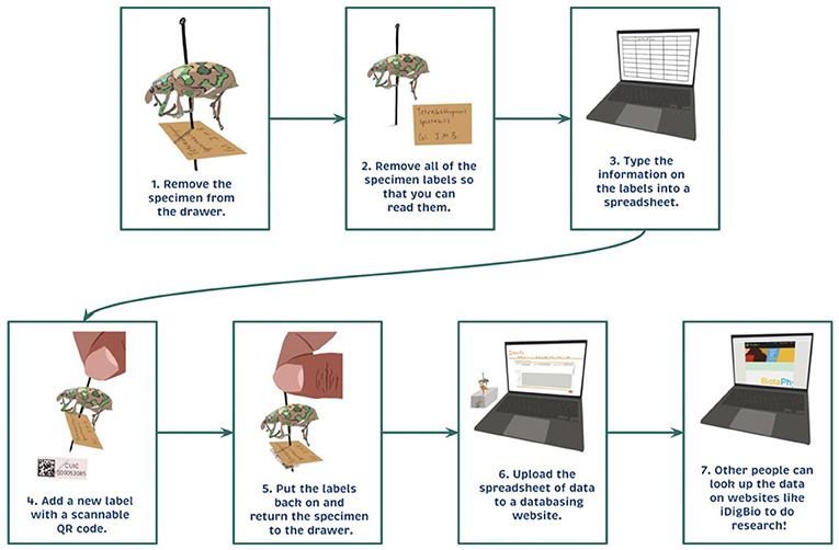Figure 2 - Flowchart shows how to digitize the data from a natural history collection specimen.