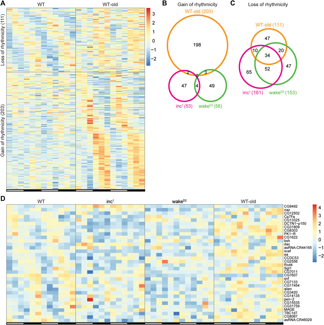Frontiers  Chronic sleep loss disrupts rhythmic gene expression