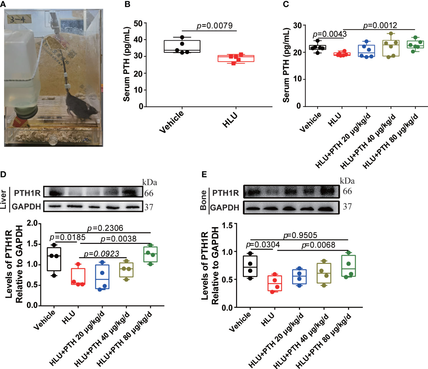 Frontiers | pth 1-34 promoted bone formation by regulating iron