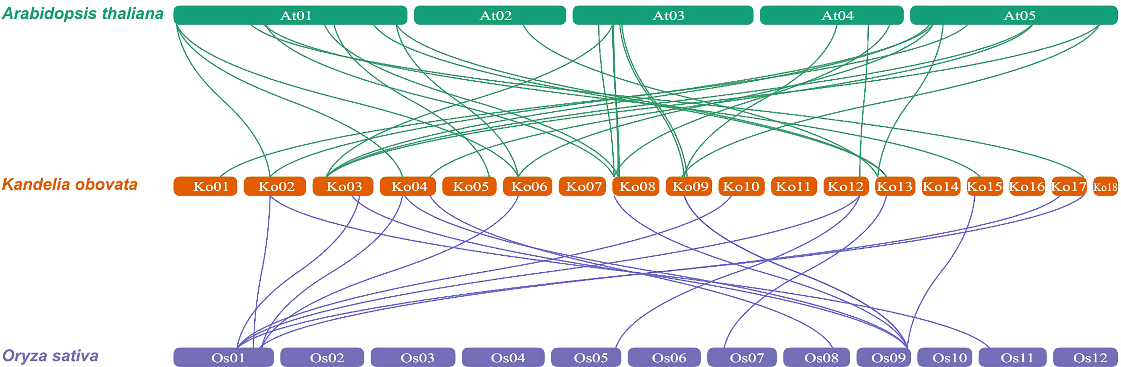 Frontiers | Comprehensive analysis of the NAC transcription factor