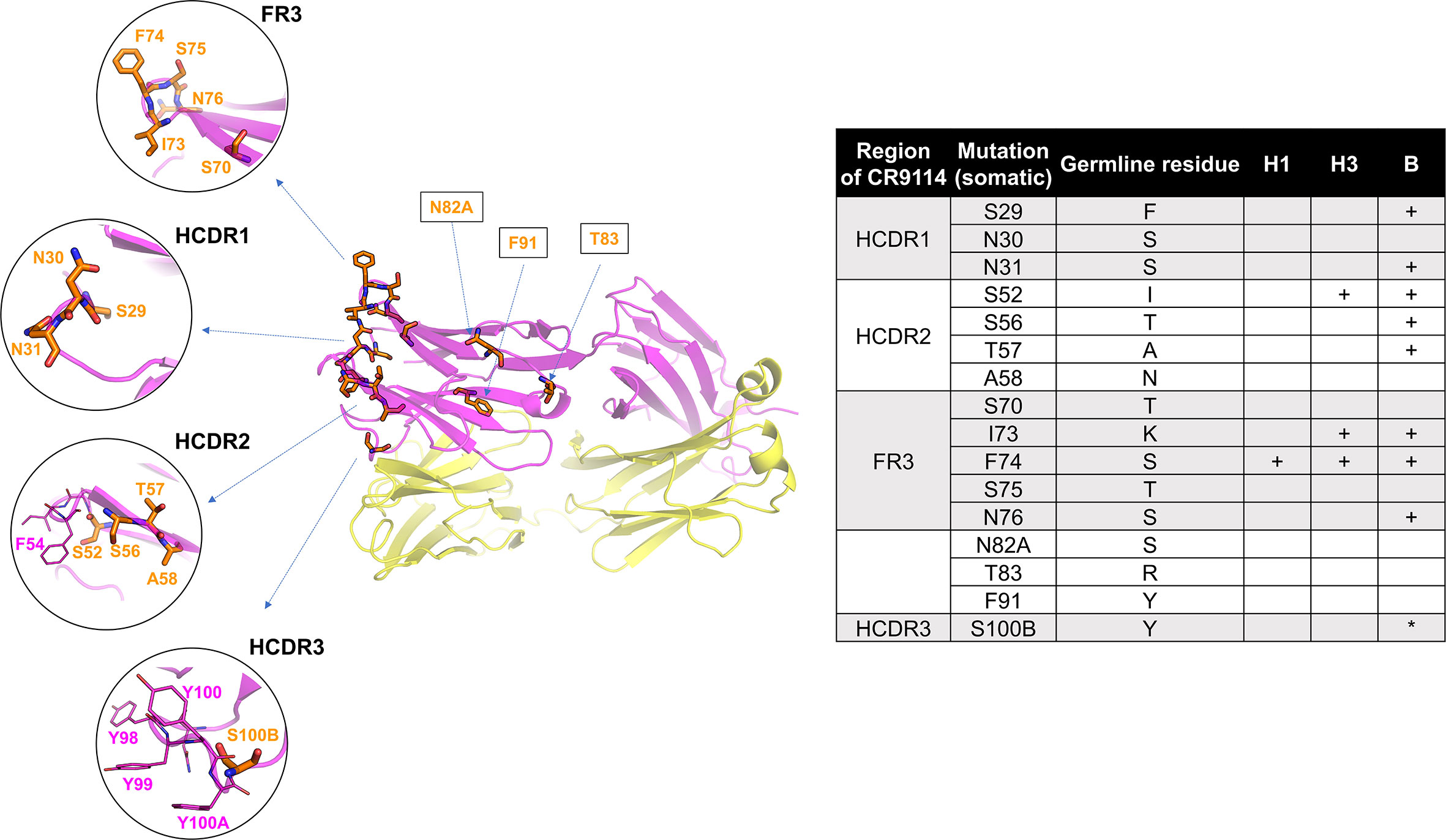 CR9114 key amino acid