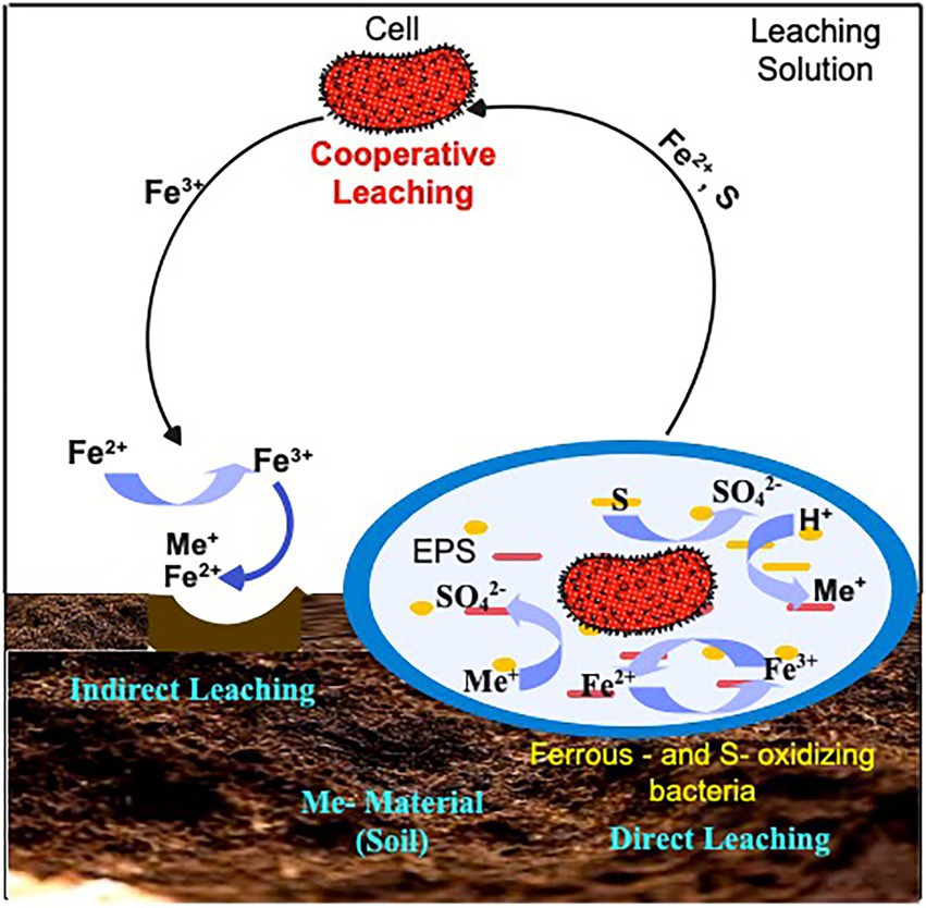 Gold-digging bacterium makes precious particles