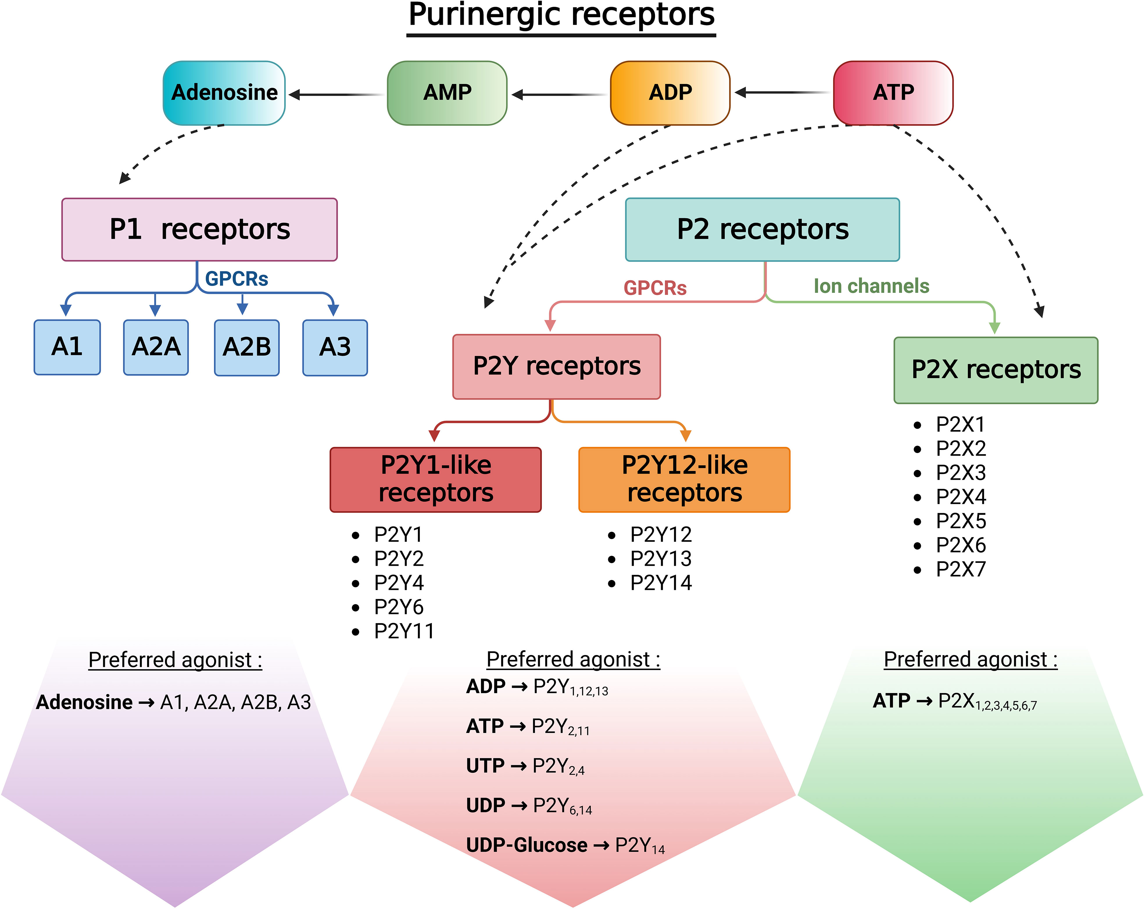 Frontiers | Purinergic signaling in the male reproductive tract