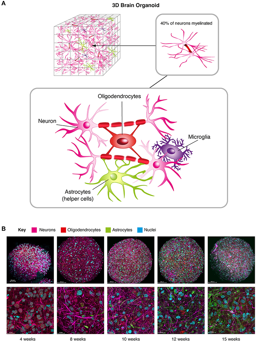Figure 1 - (A) 3D brain cell cultures called brain organoids can contain the same brain cell types found in the human brain, including microglia and astrocytes, which support neuron health, and oligodendrocytes, which produce myelin.