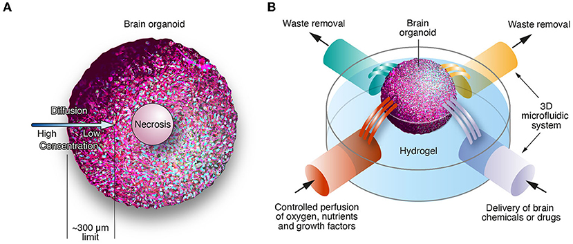 Figure 2 - (A) Once a 3D brain organoid gets too large, diffusion no longer works to bring oxygen and nutrients into the organoid or remove wastes, because diffusion can only reach about 300 μm into the organoid.